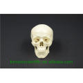 PNT-0150 3 parts classic human skull model
